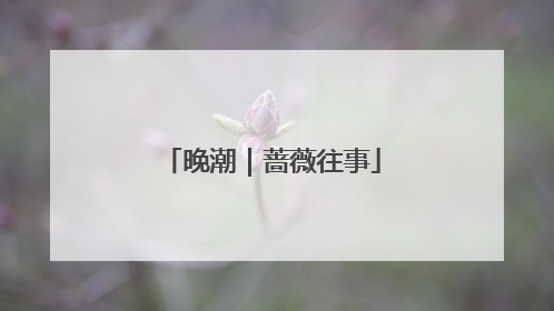 晚潮｜蔷薇往事